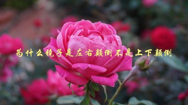 为什么镜子是左右颠倒不是上下颠倒，科学原理解析-1