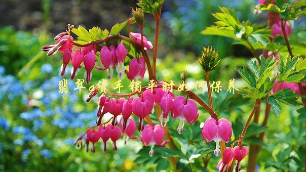 翡翠a货手镯，如何正确保养，延长使用寿命-1