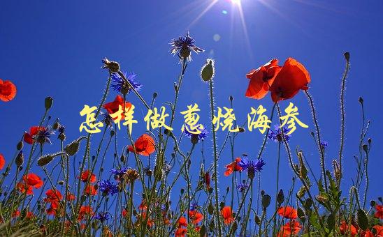 怎样做葱烧海参(海参煮烂的秘诀是什么？)-1