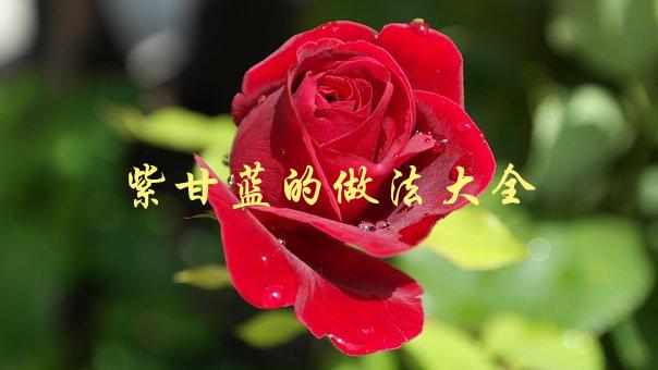 紫甘蓝的做法大全(如何做出美味又营养的紫甘蓝菜肴)-1