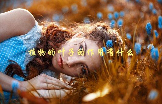 植物的叶子的作用有什么，解析植物叶子的多种功能-1