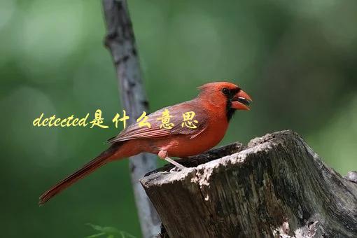 detected是什么意思，详解常用英文单词-1