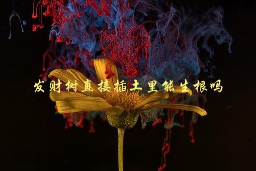 发财树直接插土里能生根吗，插种方法和注意事项-1