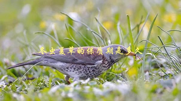 冬虫夏草的保质期是多久，该如何储存和识别新鲜的冬虫夏草-1