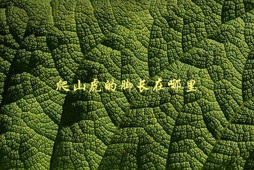 爬山虎的脚长在哪里，揭秘爬山虎的生长之谜-1