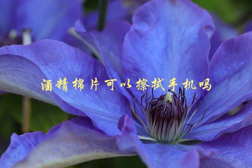 酒精棉片可以擦拭手机吗，会对手机有损害吗-1