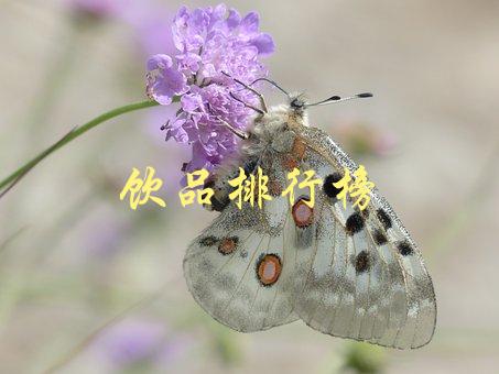 饮品排行榜(哪些饮品最受欢迎？)-1