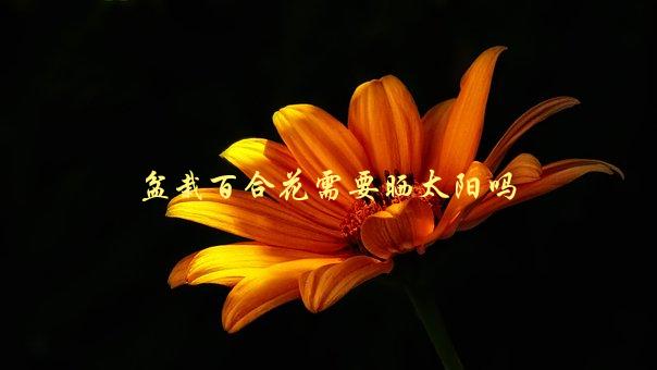 盆栽百合花需要晒太阳吗，如何科学给百合花晒太阳-1