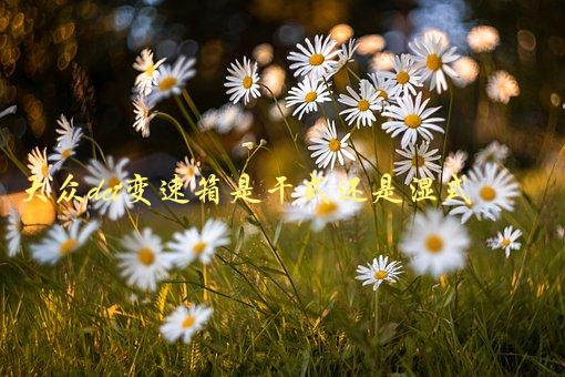 大众dct变速箱是干式还是湿式，了解一下它们的区别-1