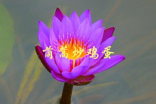 茼蒿炒鸡蛋(如何做出口感鲜嫩的茼蒿炒鸡蛋？)-1