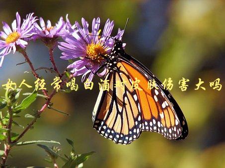 女人经常喝白酒对皮肤伤害大吗，专家解答你的疑惑-1