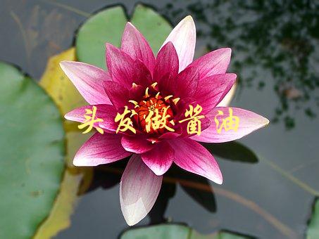 头发做酱油(真的能做出来吗？)-1