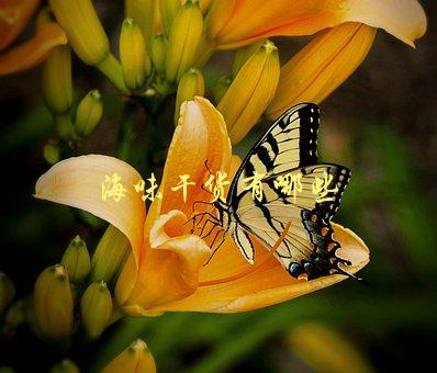 海味干货有哪些，推荐几种营养丰富的海产品-1
