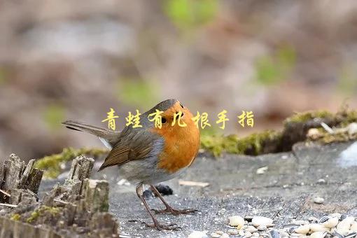 青蛙有几根手指，你知道吗？-1