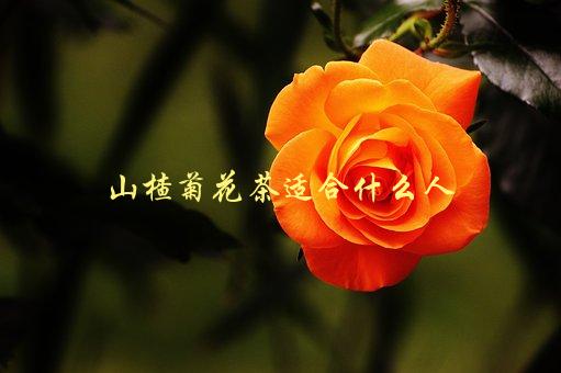 山楂菊花茶适合什么人，哪些人可以喝山楂菊花茶-1