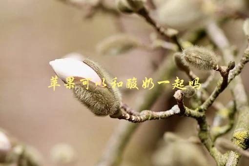 苹果可以和酸奶一起吃吗？，营养专家告诉你正确的搭配方式-1