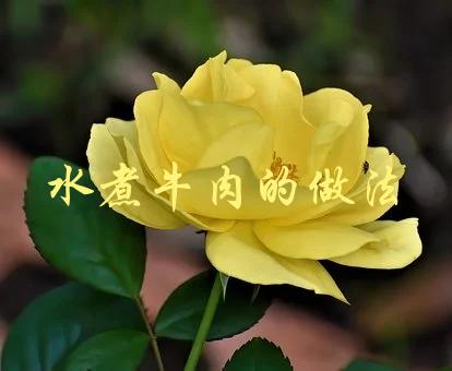 水煮牛肉的做法(如何做出麻辣鲜香的传统川菜)-1