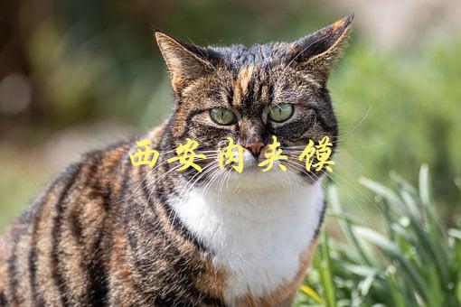 西安肉夹馍(如何制作正宗的美味佳肴)-1