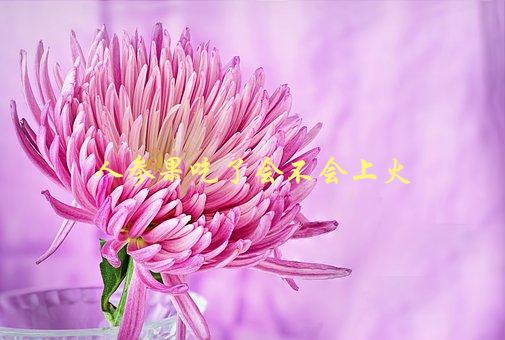 人参果吃了会不会上火，科学解析-1
