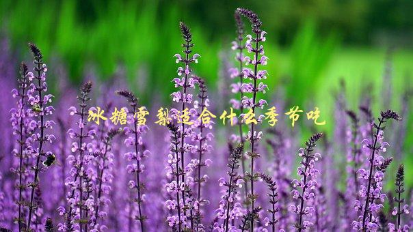 冰糖雪梨适合什么季节吃，推荐最佳食用季节-1