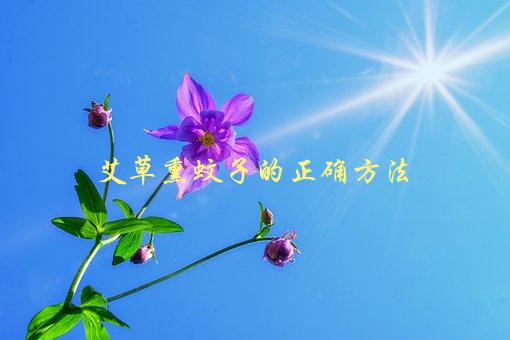 艾草熏蚊子的正确方法，如何使用艾草驱赶蚊虫-1