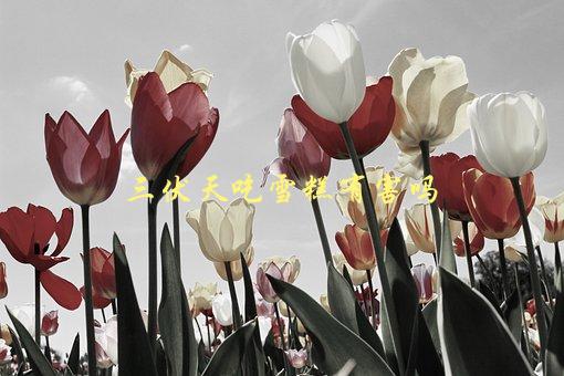三伏天吃雪糕有害吗，专家解答及注意事项-1