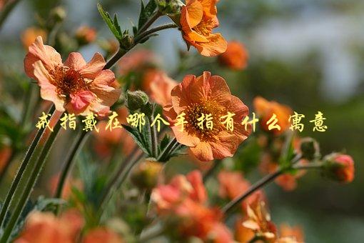 戒指戴在哪个手指有什么寓意，不同手指代表不同含义-1