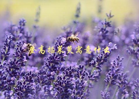 登高插茱萸寓意什么，揭秘古代文化传统-1