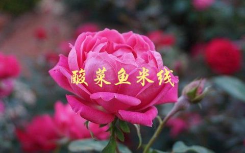酸菜鱼米线(如何在家做出正宗的美味)