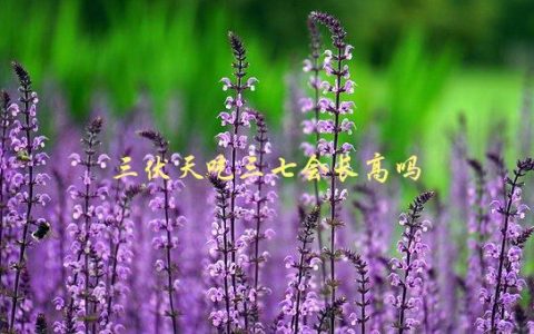 三伏天吃三七会长高吗，真相揭秘