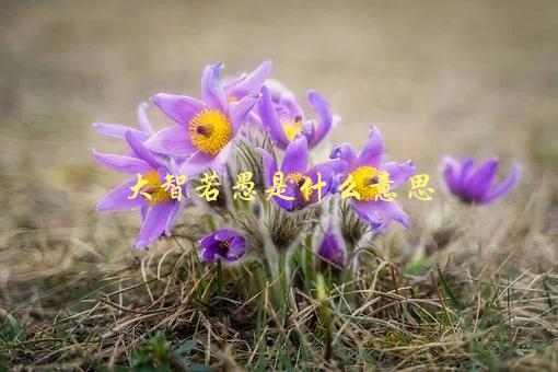 大智若愚是什么意思，深度解析-1