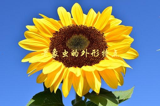 老象虫的外形特点，你知道老象虫长什么样吗？-1