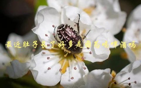 最近肚子长了好多是因为喝啤酒吗，喝啤酒是否导致腹部肥胖？