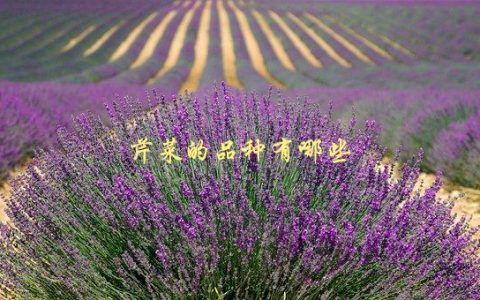芹菜的品种有哪些，介绍常见的几种芹菜品种