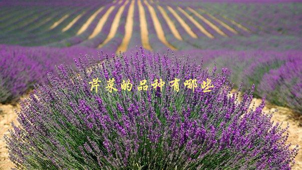 芹菜的品种有哪些，介绍常见的几种芹菜品种-1
