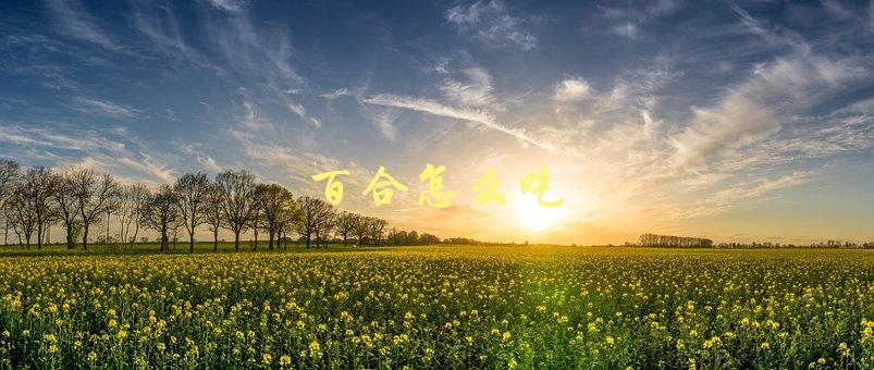 百合怎么吃(有哪些营养价值和健康功效)-1