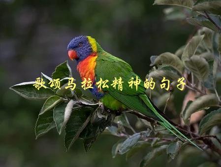 歌颂马拉松精神的句子，如何激发自己的长跑潜力-1