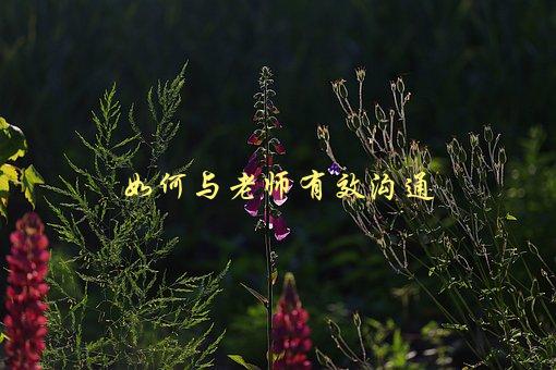 如何与老师有效沟通，5个实用技巧-1