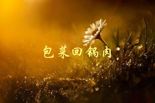 包菜回锅肉(如何做出口感更佳的回锅肉)-1