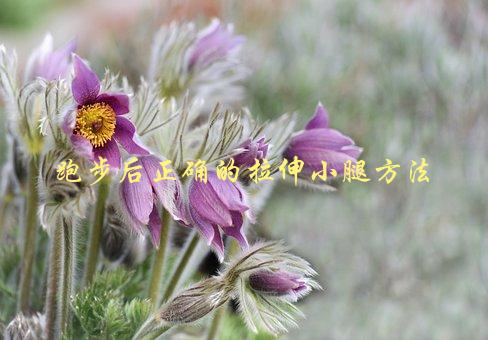 跑步后正确的拉伸小腿方法，如何避免肌肉疲劳和拉伤-1