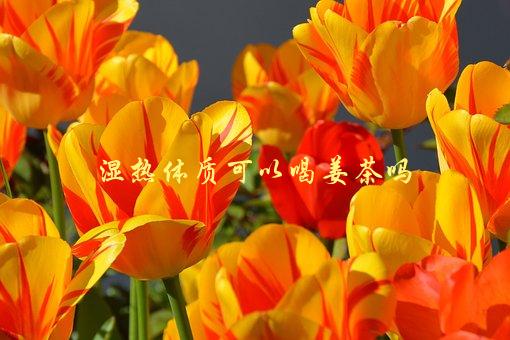 湿热体质可以喝姜茶吗，有哪些需要注意的事项-1