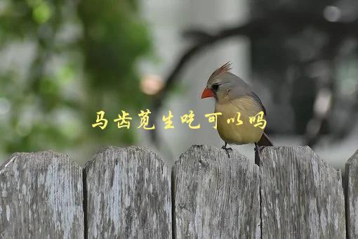 马齿苋生吃可以吗，有哪些需要注意的问题-1