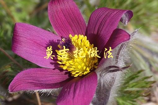 莫吉托做法(如何制作最地道的莫吉托鸡尾酒)-1