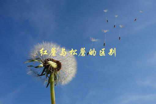 红蘑与松蘑的区别，如何辨认和选购-1