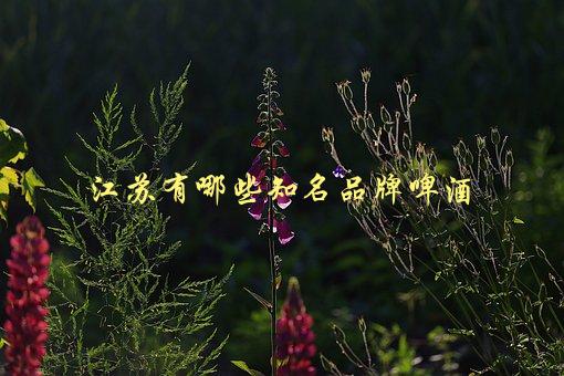 江苏有哪些知名品牌啤酒，让你品尝不一样的酒乡文化-1