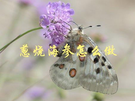 葱烧海参怎么做(家庭美食版)-1