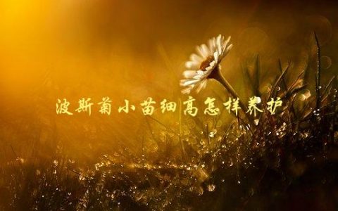 波斯菊小苗细高怎样养护，养护技巧大揭秘