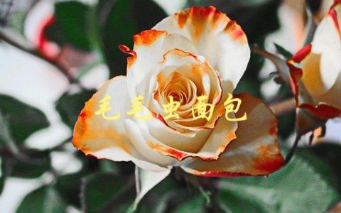 毛毛虫面包(如何在家制作)