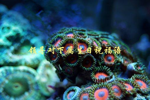 领导对下属生日祝福语，如何写出贴心又恰当的祝福话-1