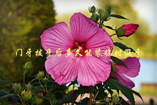 门牙拔牙后多久能装临时假牙，需要等待多久才能安装-1